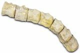 String of Fossil Mosasaur (Platecarpus) Vertebrae - Kansas #382047-1